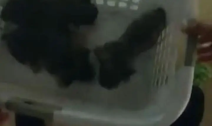 Câmeras corporais registram resgate de animais durante incêndio nos EUA