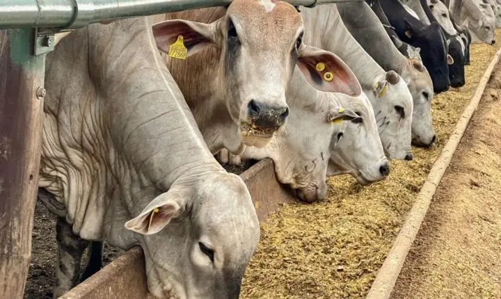 Entenda por que a eficiência no confinamento bovino supera o custo da ração