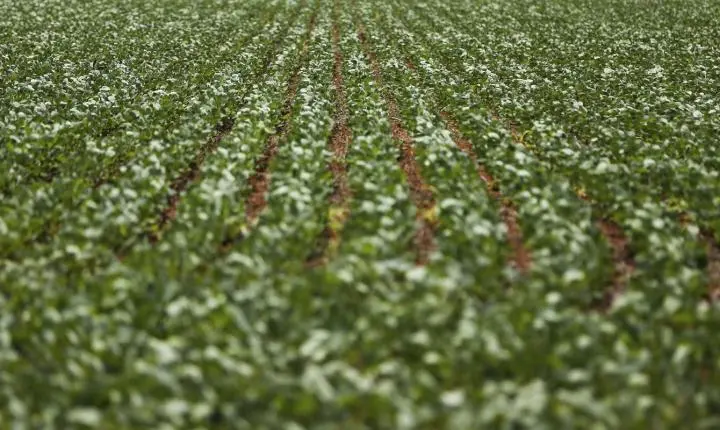 Renegociação de dívidas rurais: governo e Frente Parlamentar da Agropecuária encerram reunião sem acordo