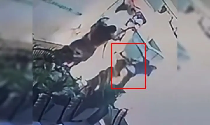 Caso de homem que chutou criança no DF não exige internação involuntária