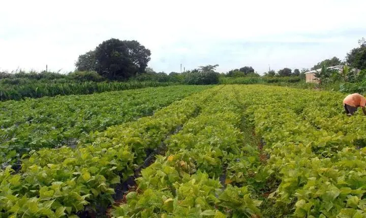 Governo federal libera crédito extraordinário para segurança alimentar e povos indígenas