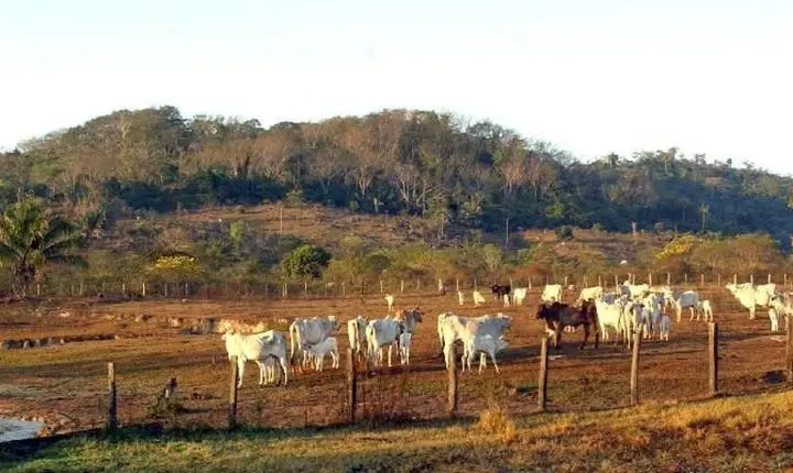 STF mantém legislação que restringe aquisição de terras por empresas estrangeiras