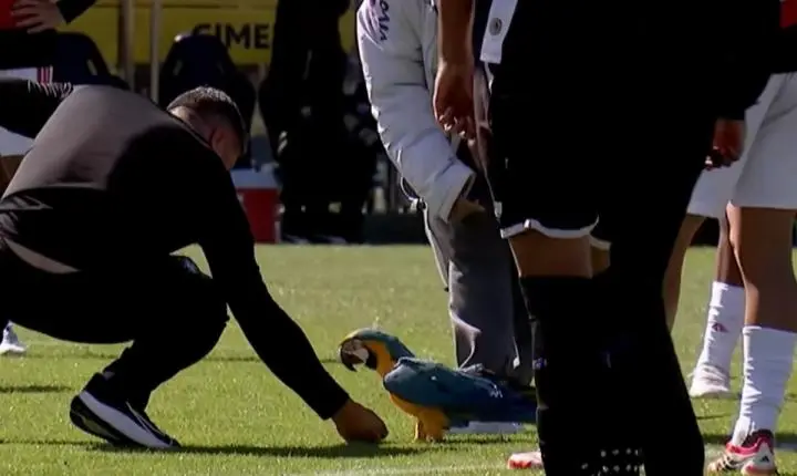 Arara invade gramado e ataca jogador do Flamengo durante torneio