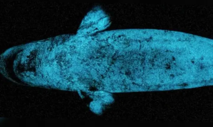Tubarão bioluminescente usa o próprio brilho como farol para caçar presas no oceano