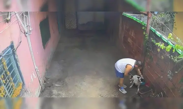 Homem que aplicava choques em cachorro por maus-tratos animal vai responder